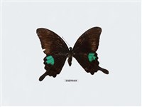 藏品(琉璃翠鳳蝶)的圖片